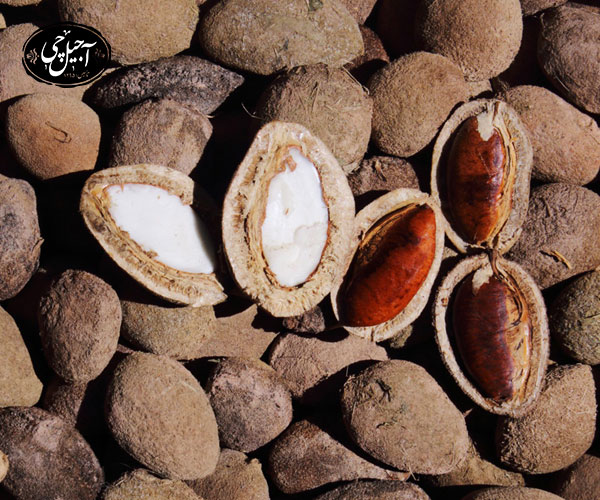 مزایای بادام وحشی