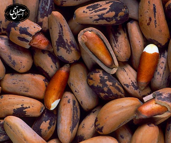 معرفی خواص چلغوز برای مردان