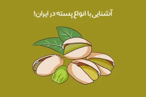انواع پسته: معرفی بهترین انواع پسته + عکس