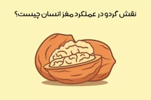 خواص گردو برای مغز: 15 خاصیت شگفت‌انگیز گردو بر مغز و اعصاب