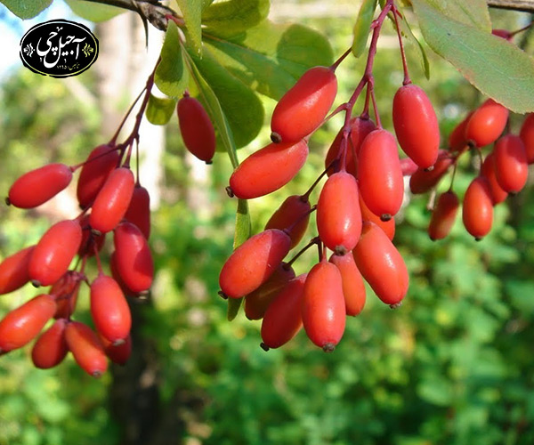 خواص زرشک کوهی برای کبد چرب
