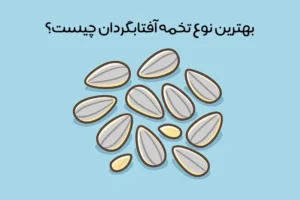 انواع تخمه آفتابگردان کدامند؟ معرفی 10 مدل اصلی + مقایسه!
