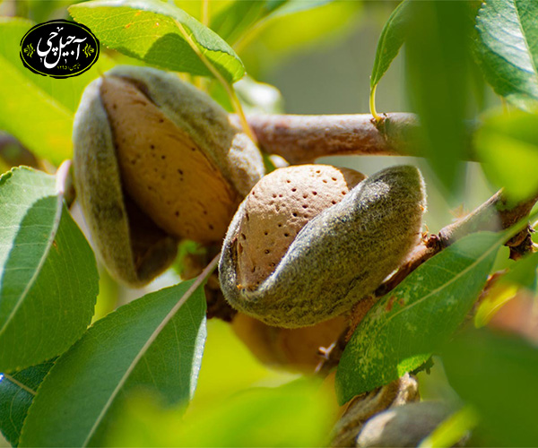 مشخصات بادام سنگی 