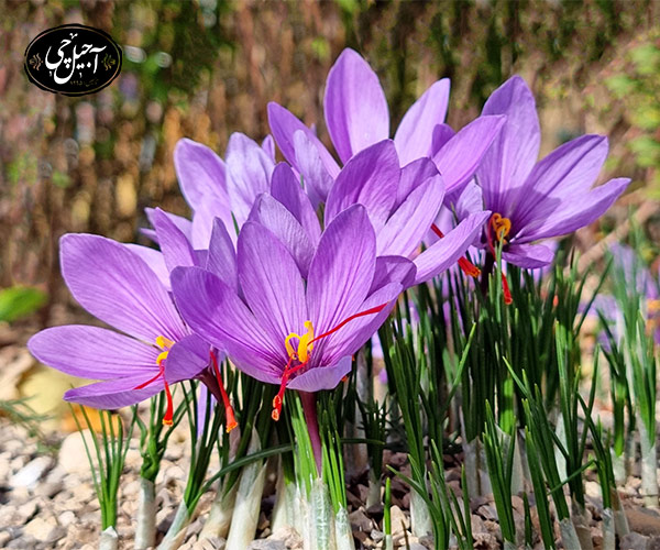 انواع زعفران