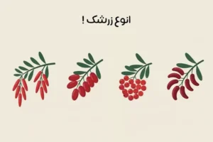 انواع زرشک: معرفی خواص و کاربرد انواع زرشک + راهنمای خرید