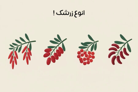 انواع زرشک: معرفی خواص و کاربرد انواع زرشک + راهنمای خرید