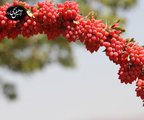 پرسش‌های متداول درباره انواع زرشک