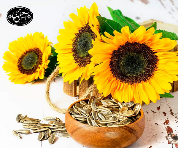 فواید تخمه آفتاب گردان برای مو