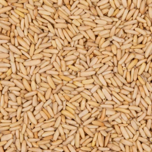 مغز چلغوز نمکی درجه یک