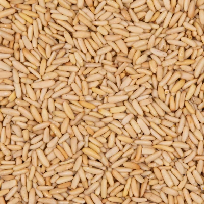 مغز چلغوز نمکی درجه یک
