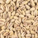 پسته اکبری تنوری ممتاز