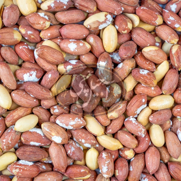 مغز بادام زمینی تنوری آستانه درجه یک