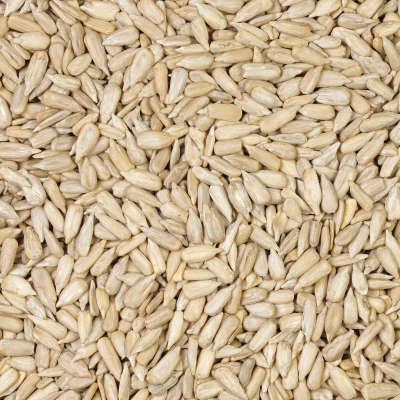 مغز تخمه آفتابگردان خام درجه یک