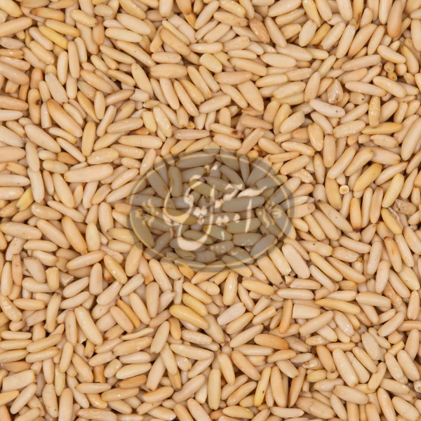 مغز چلغوز نمکی درجه یک