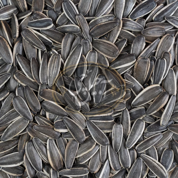 تخمه آفتابگردان دورسفید خام درجه یک